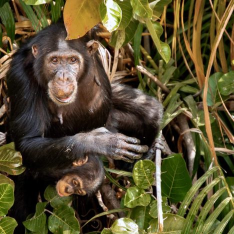 The Gambia (5)